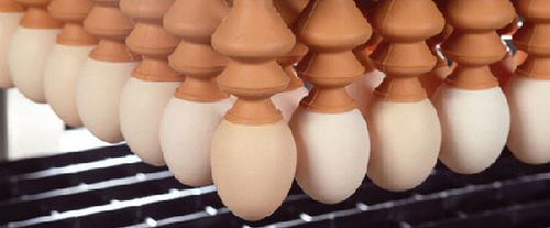 incubacion de huevos