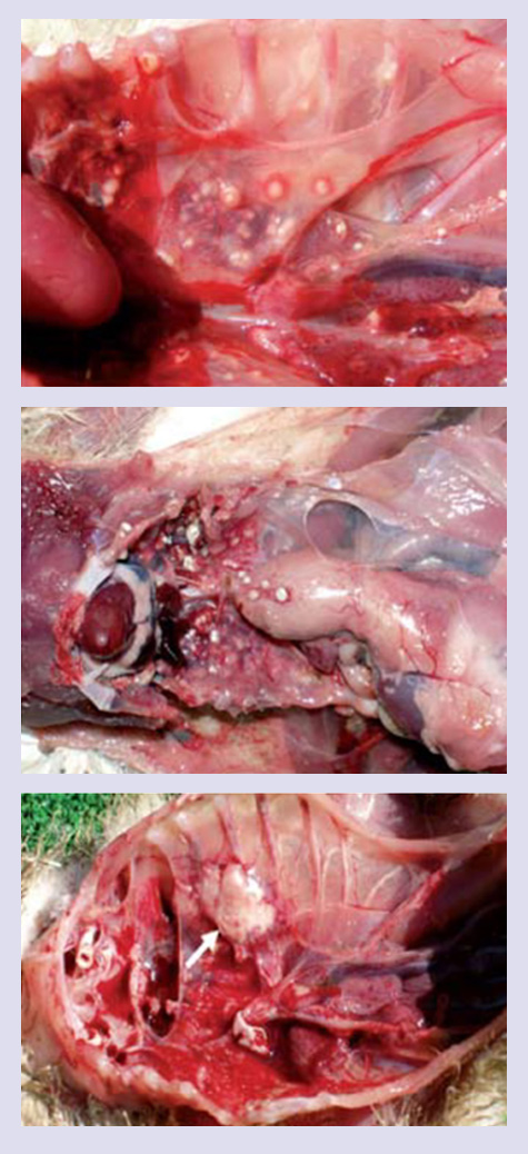 granulomas producidos
por Aspergillus