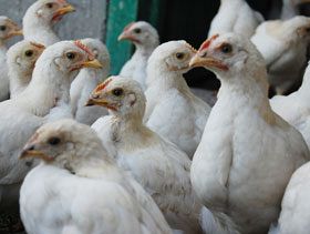Japón sacrificará un número récord de pollos en un intento por detener la IAAP