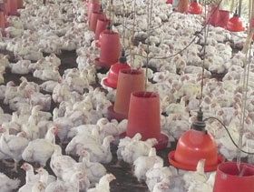 Situación extrema y delicada de productores integrados de pollos