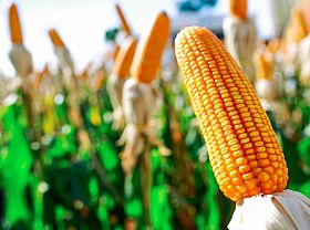 Para 2024 México no estará preparado para autoabastecerse de maíz 