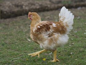 Regresan los huevos de gallinas camperas tras brote de Influenza Aviar